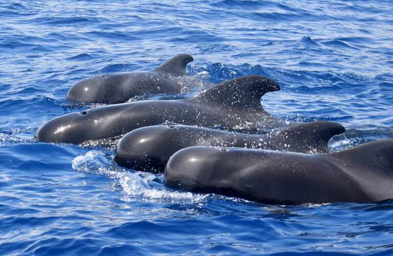 Whale Watching Tenerife