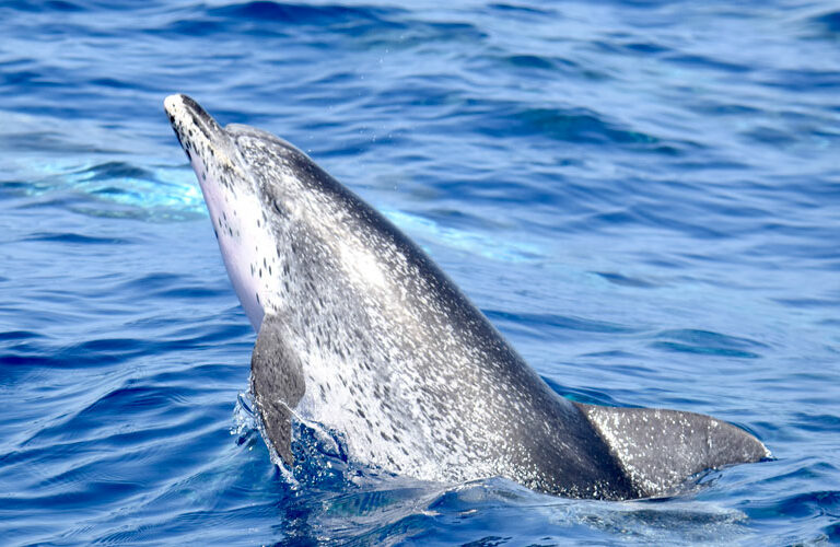 Whale Watching Tenerife