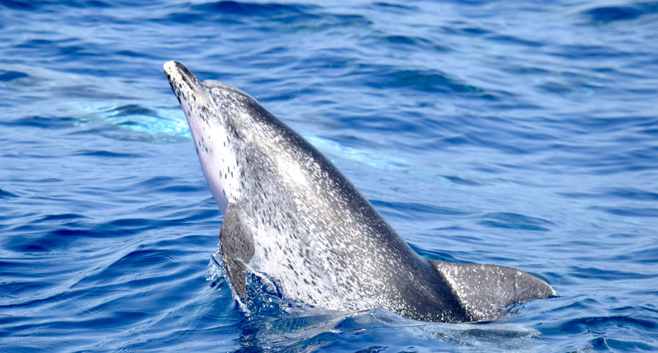 Whale Watching Tenerife