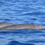 Whale Watching Tenerife