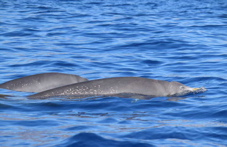 Whale Watching Tenerife