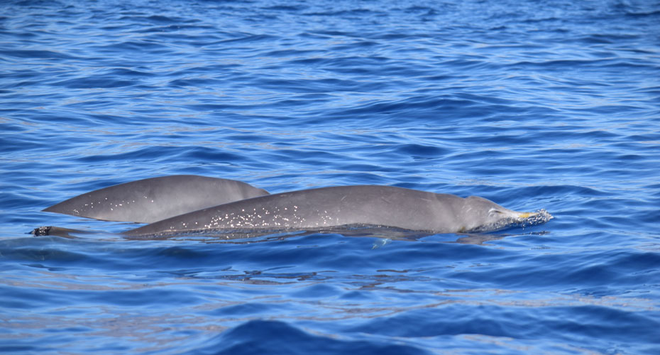 Whale Watching Tenerife