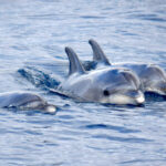 Whale Watching Tenerife