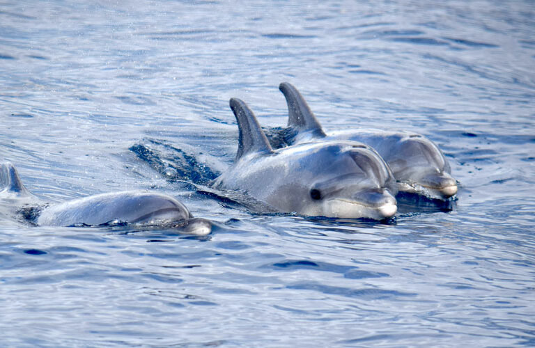 Whale Watching Tenerife