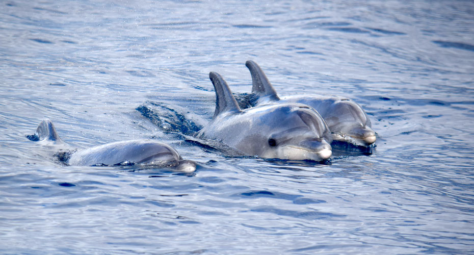 Whale Watching Tenerife