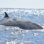 Whale Watching Tenerife