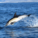 Whale Watching Tenerife