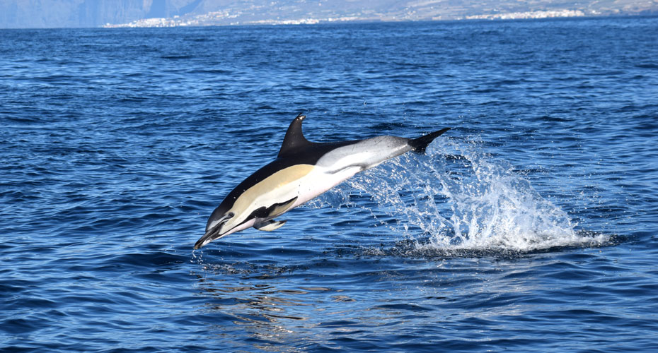 Whale Watching Tenerife