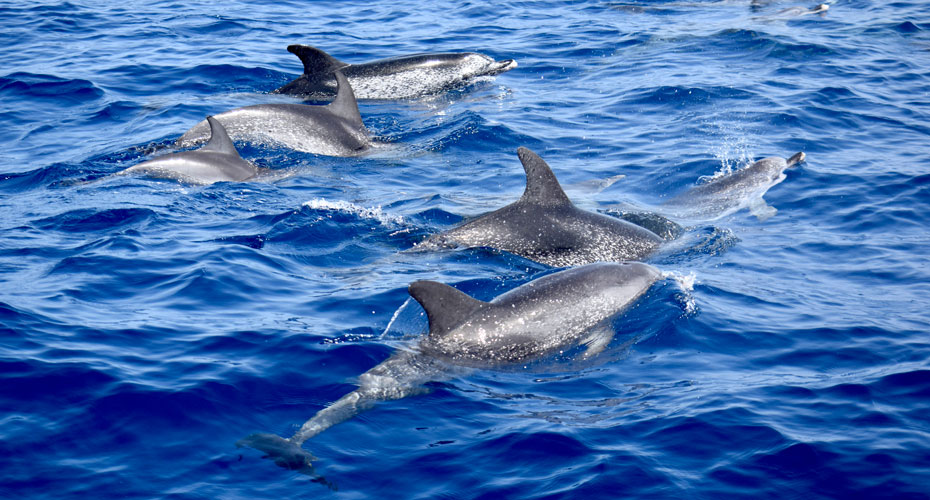 Whale Watching Tenerife