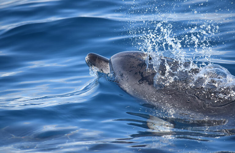 Whale Watching Tenerife