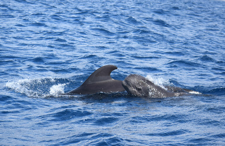 Whale Watching Tenerife