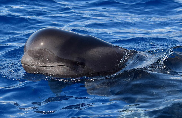 Whale Watching Tenerife