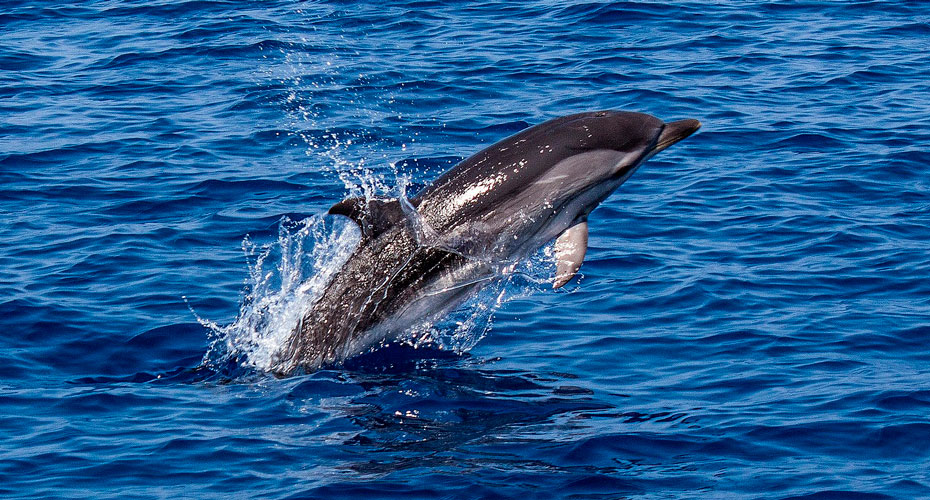 Striped Dolphin