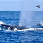 Whale Watching Tenerife