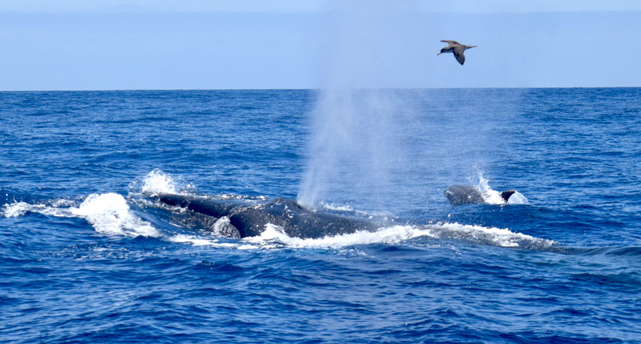 Whale Watching Tenerife