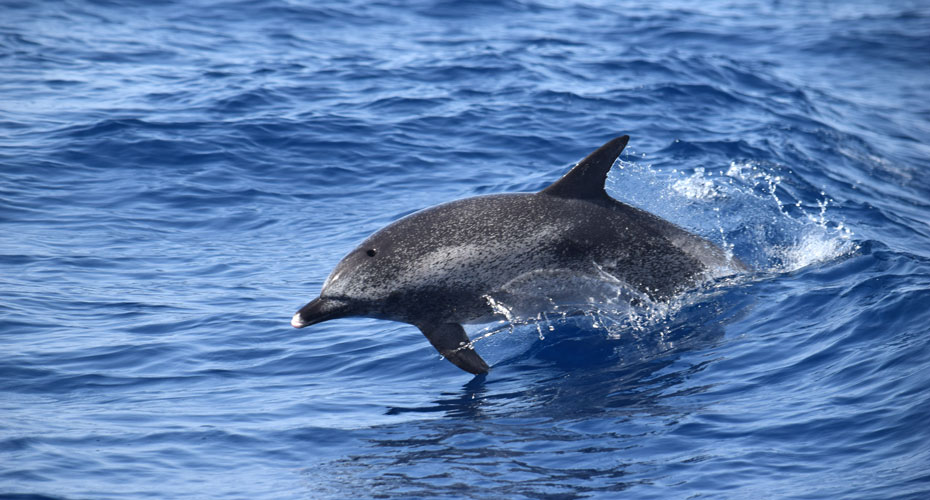 Whale Watching Tenerife