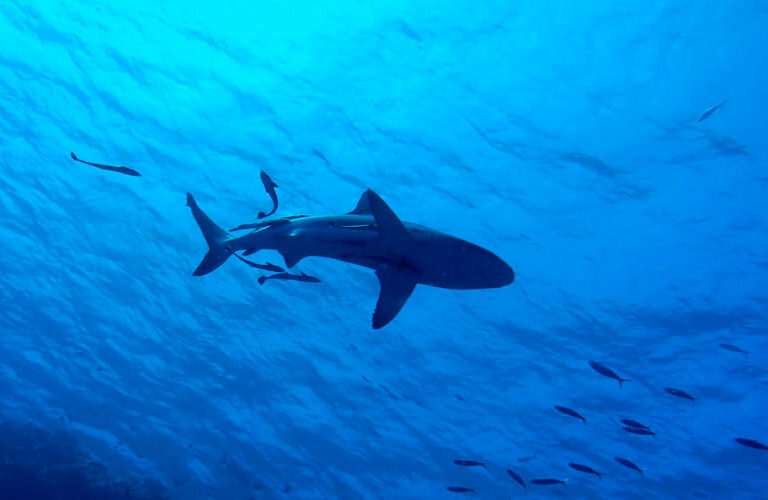 blue shark