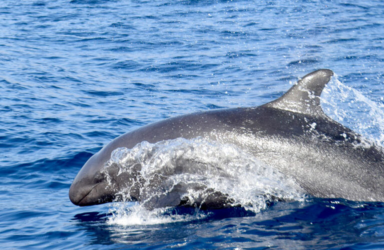 Whale Watching Tenerife