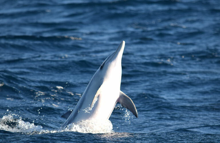 Whale Watching Tenerife