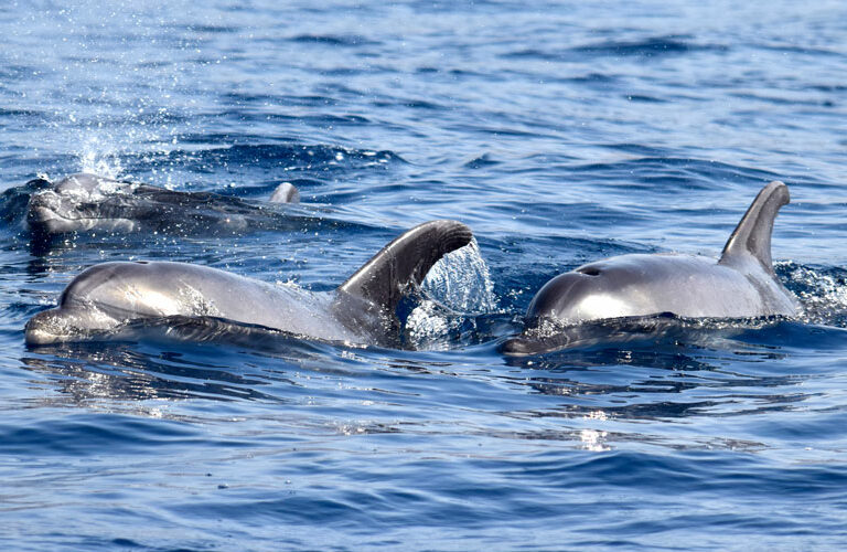 Whale Watching Tenerife