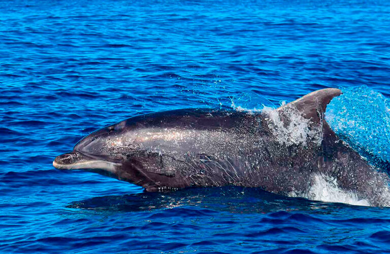 Whale Watching Tenerife