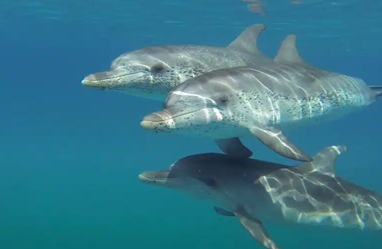 Whale Watching Tenerife