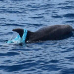 Whale Watching Tenerife