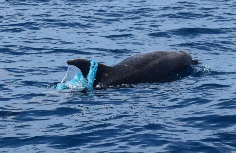 Whale Watching Tenerife