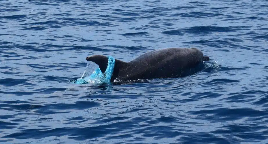 Whale Watching Tenerife