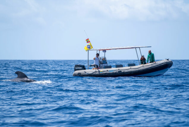 Private whale watching tour