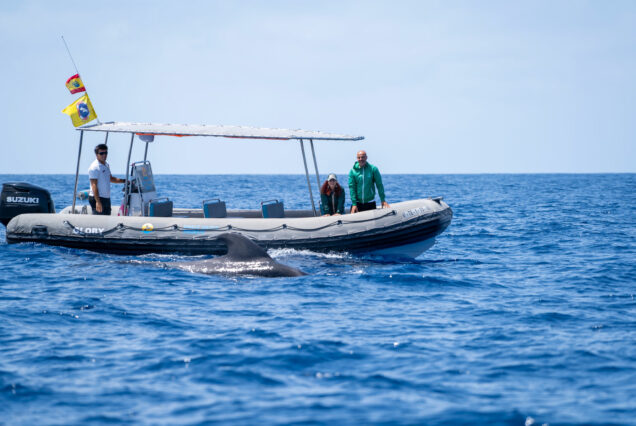 Private whale watching tour