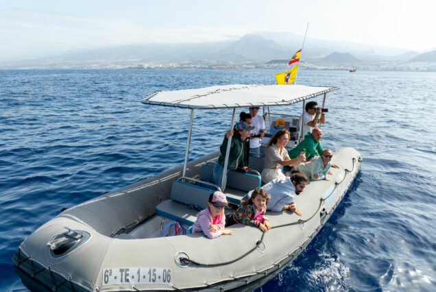 Tenerife whale and dolphin watching group tour