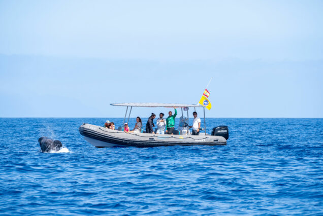 enerife whale and dolphin watching group tour