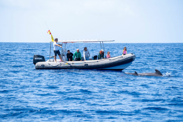 Tenerife whale and dolphin watching group tour