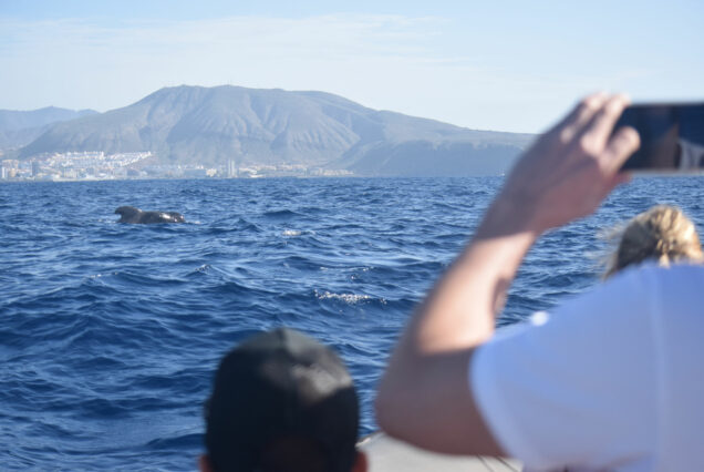 Whale Watching Tenerife