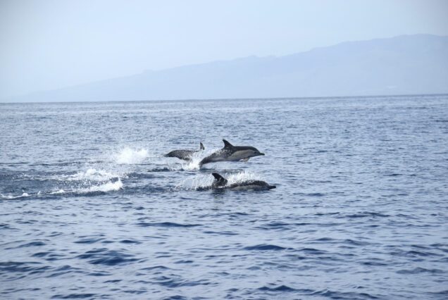 Whale Watching Tenerife