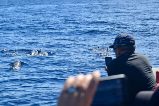 Whale Watching Tenerife