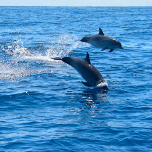 Whale Watching Tenerife