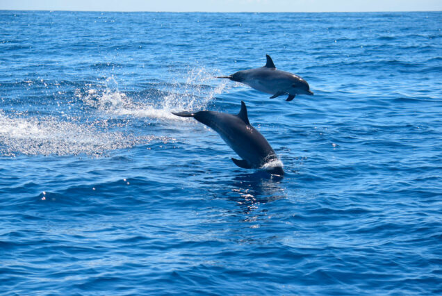 Whale Watching Tenerife