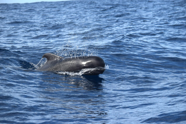 Whale Watching Tenerife