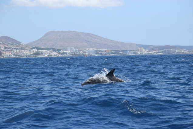 Whale Watching Tenerife