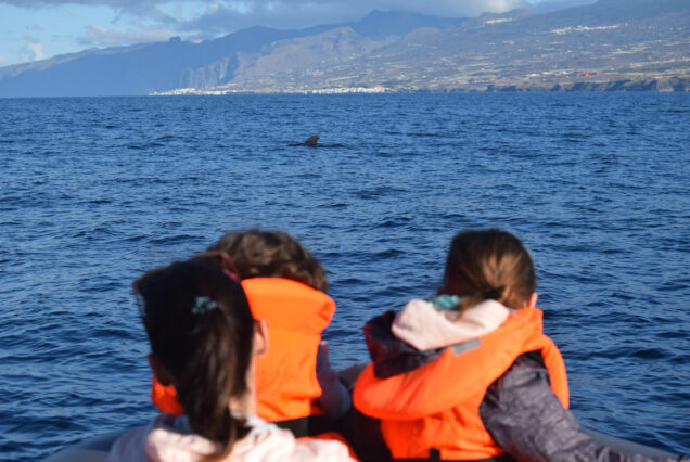 Whale Watching Tenerife