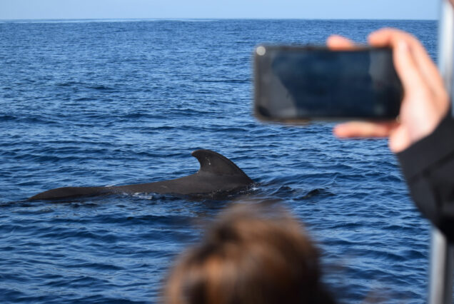 Whale Watching Tenerife