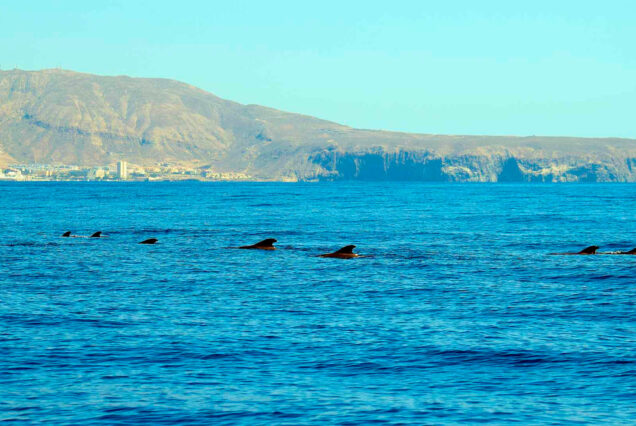 Whale Watching Tenerife