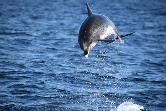 Whale Watching Tenerife