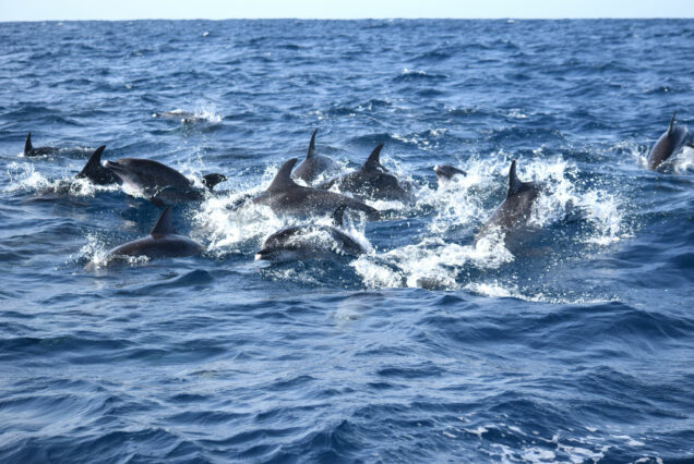 Whale Watching Tenerife