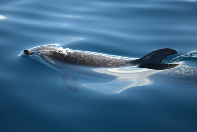 Whale Watching Tenerife