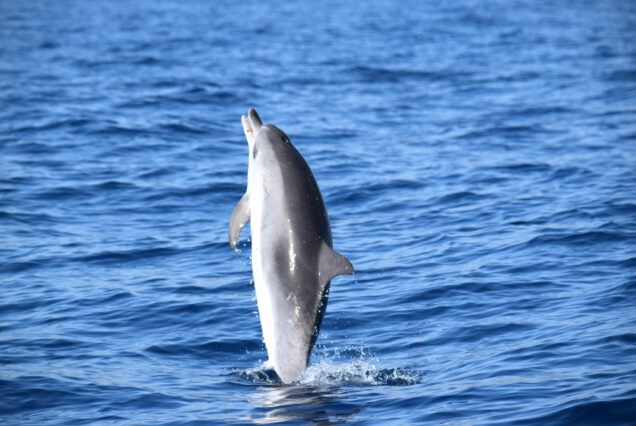 Whale Watching Tenerife