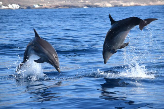 Whale Watching Tenerife