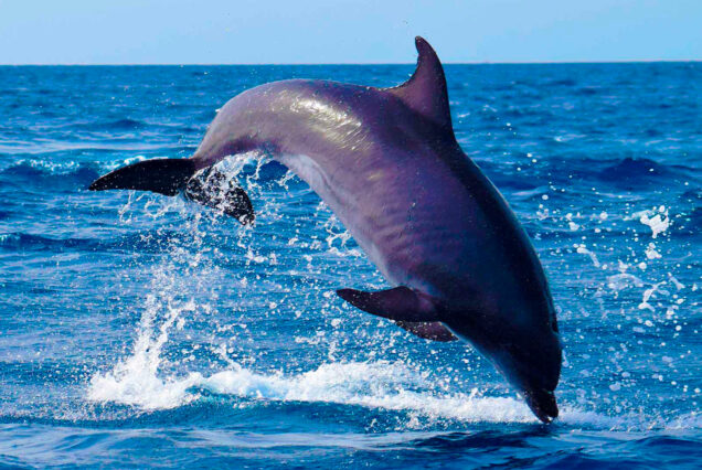 Whale Watching Tenerife